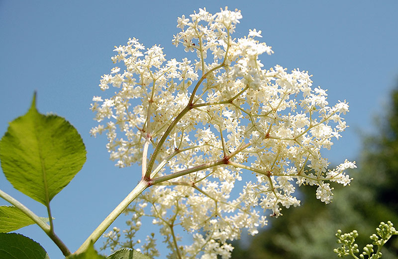 Fläder, en klase med vackra vita blommor mot en blå himmel