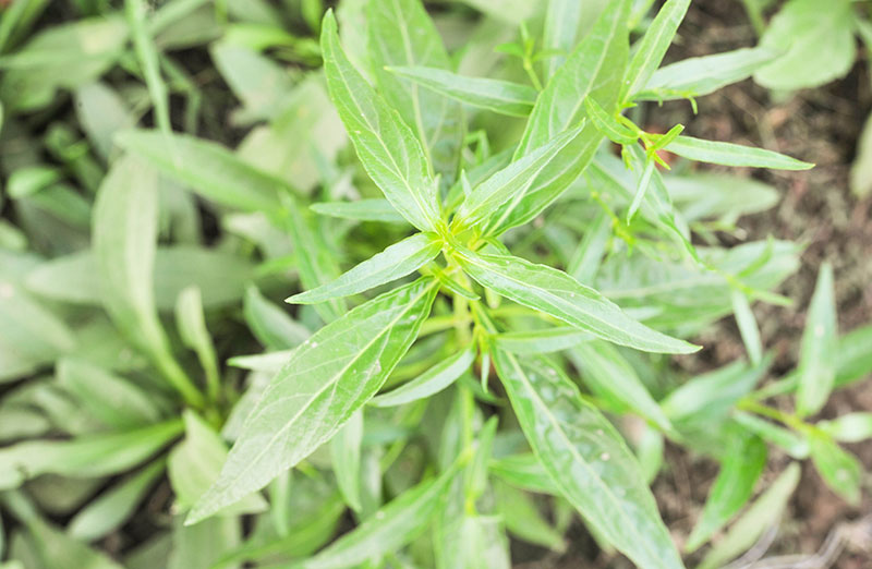Kalmegh Adrographis, en grön växt med spetsiga blad
