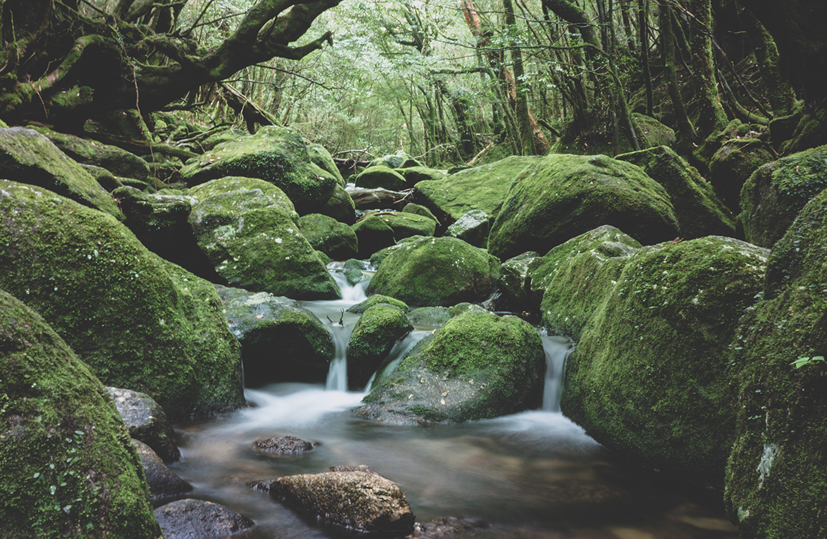 Yakushima.jpg